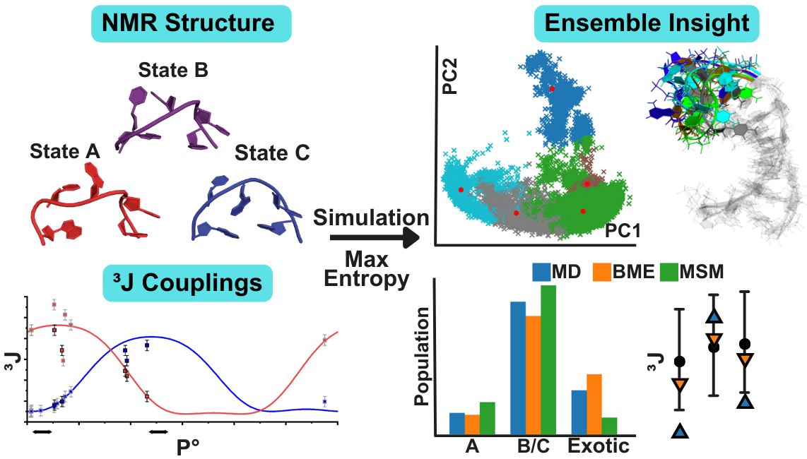 Graphical abstract for the 2025 RNA article on Omicron s2m structure and dynamics.