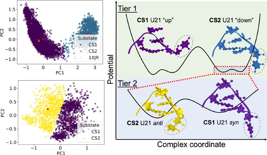 Graphical abstract for the 2022 ACS Physical Chemistry Au article on SARS-CoV and SARS-CoV-2 s2m elements.