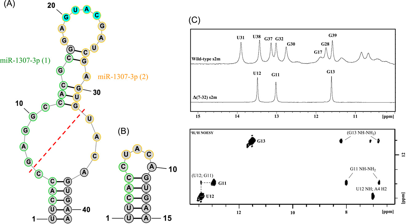 Figure art for the 2022 Journal of Medical Virology article on Omicron s2m mutations.
