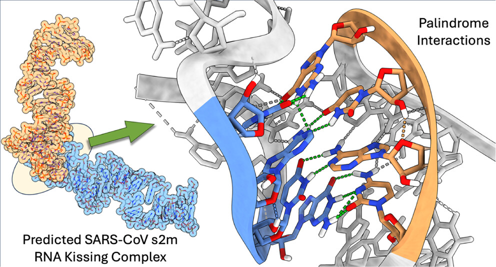 Graphical abstract for the 2025 ACS Physical Chemistry Au article on coronavirus s2m kissing complexes and extended duplexes.
