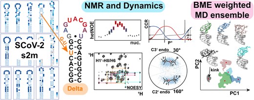 Figure art for the 2025 Nucleic Acids Research article on Delta s2m dynamics.