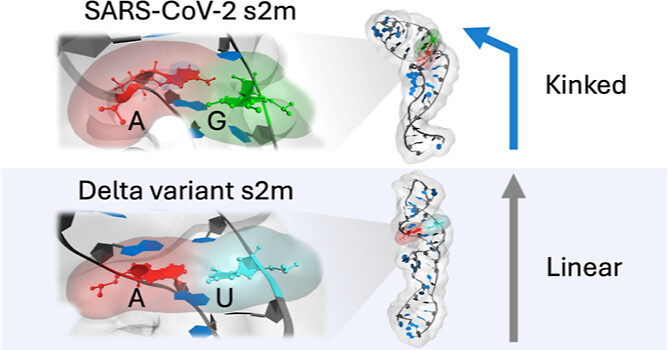 Graphical abstract for the 2023 ACS Physical Chemistry Au article on Delta s2m structure, dynamics, and entropy.