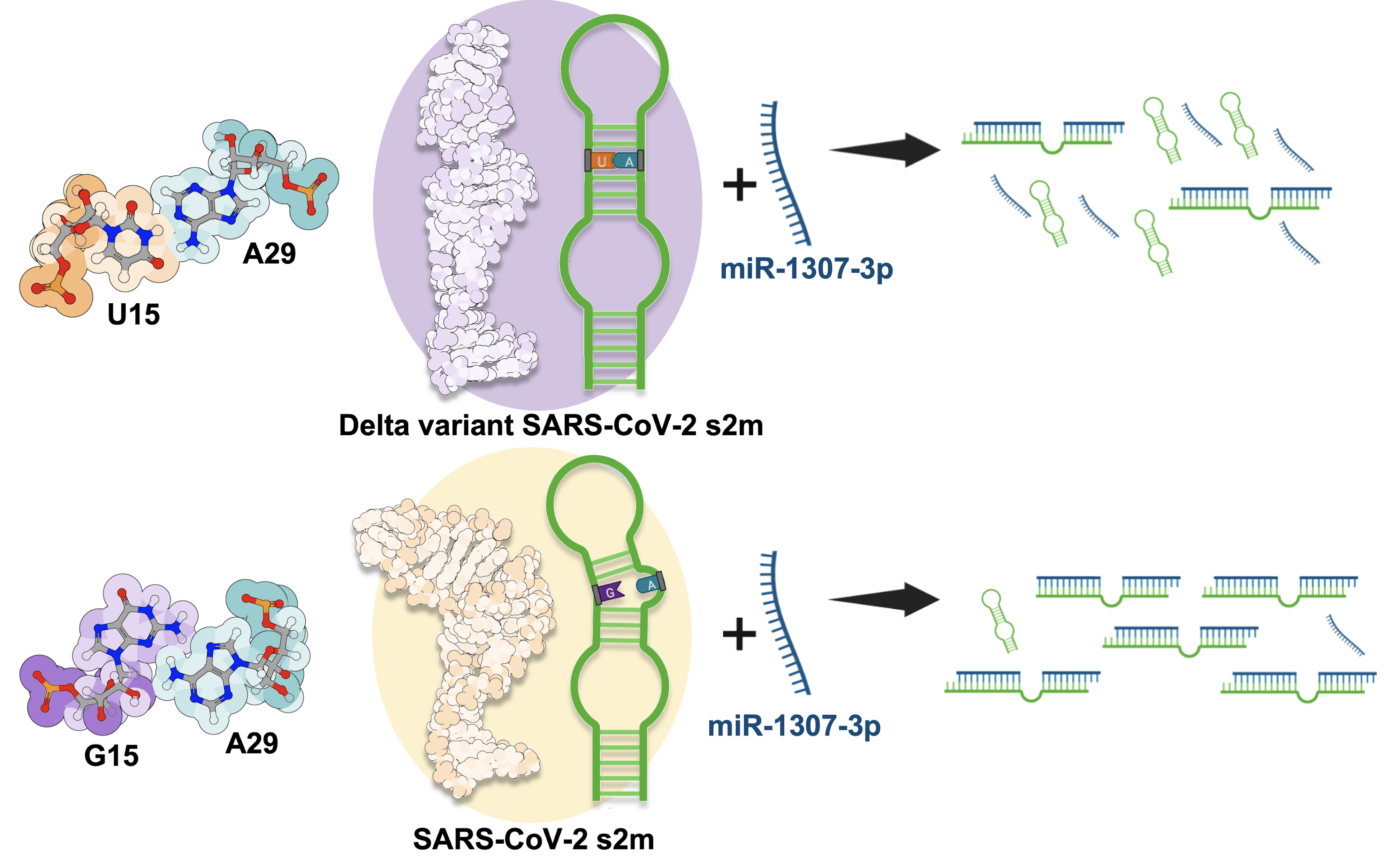 Figure art for the 2023 RNA article on the Delta-associated G15U mutation in s2m.